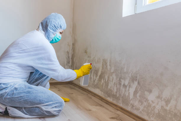 Licensed Black Mold Removal service in South River, NJ - WQB Mold Removal