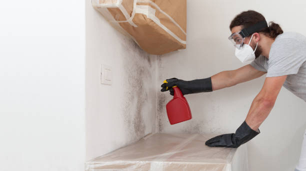 Professional Black Mold Removal technician working in South River, NJ