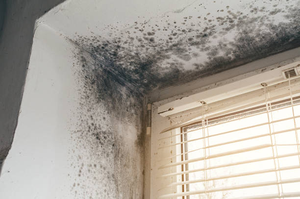 Affordable Black Mold Removal solutions in South River, NJ